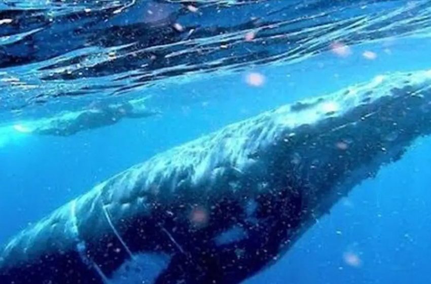  Friendly Humpback Whale Gives Diver the Experience of a Lifetime