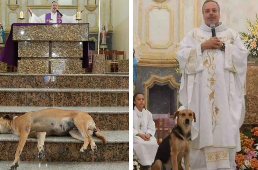  Kind Priest Opens Church Doors To Stray Pups and Helps Them Find Forever Homes