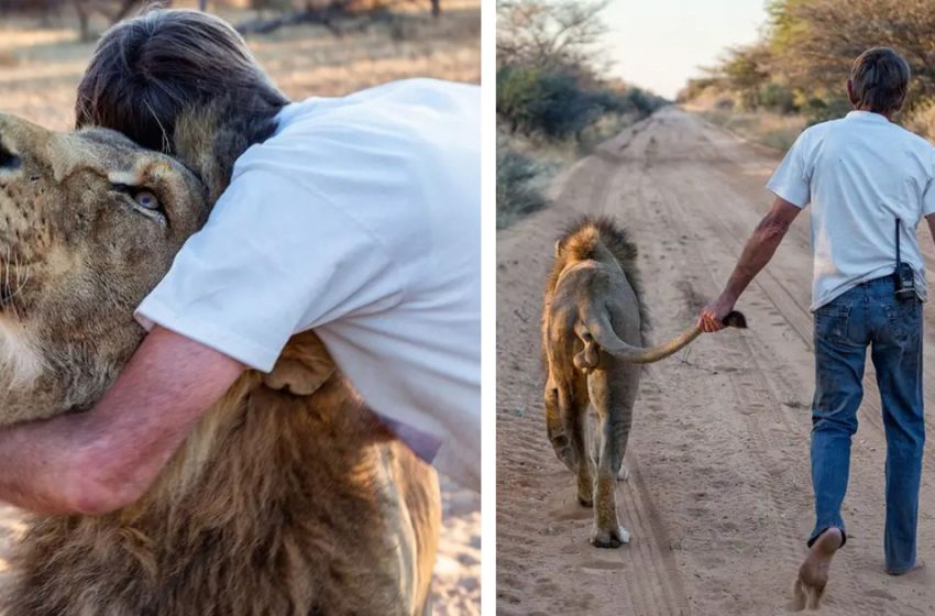  Over a Decade of Love and Friendship Between a Lion And The Man that Saved Him