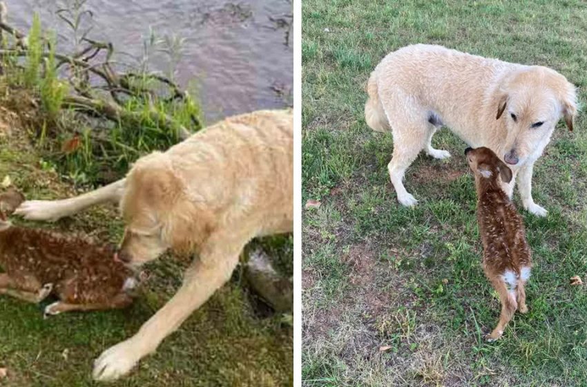  Therapy Dog Saves Baby Deer From Drowning, Keeps Caring For Her After