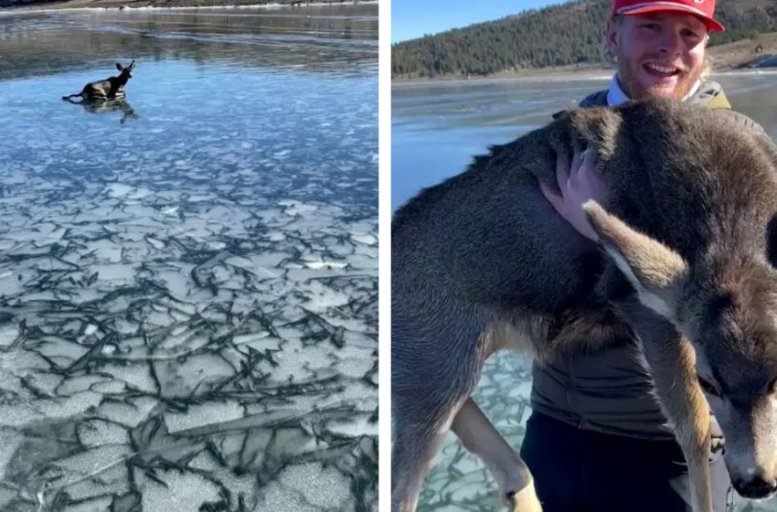  Brave Fishermen Risk Their Lives To Save Baby Deer Stranded On Frozen Lake