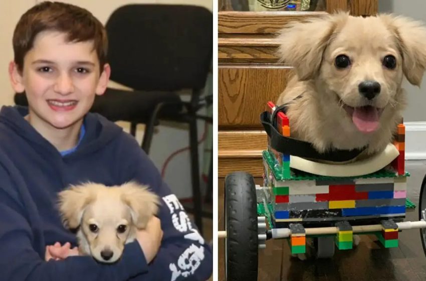  12-year-old  Builds LEGO Wheelchair For Unwanted Puppy, So She Can Enjoy Life