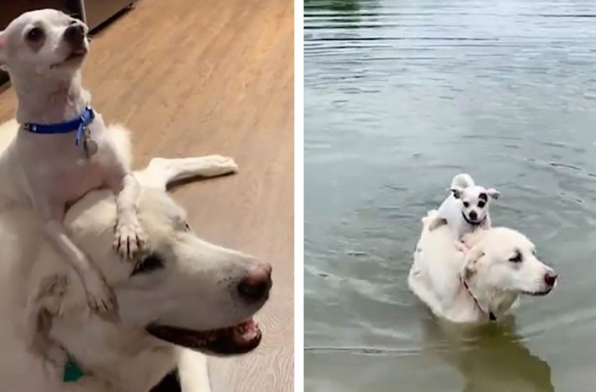  A Sly Chihuahua Larned To Ride And Swim On His Labrador Friend