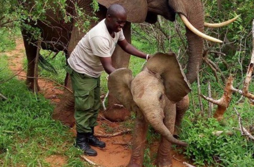  “Meet My Baby Elephant”: A Proud Mother Elephant Brought Her Cub To The People Who Once Saved Her!