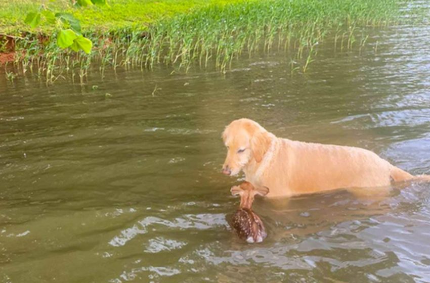  Amazing Story: A Runaway Dog Rescued And Befriended a Fawn!