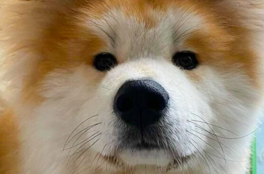  “Fluffy Heart”: A Dog With an Unusual Head Conquers The Hearts Of Netizens!