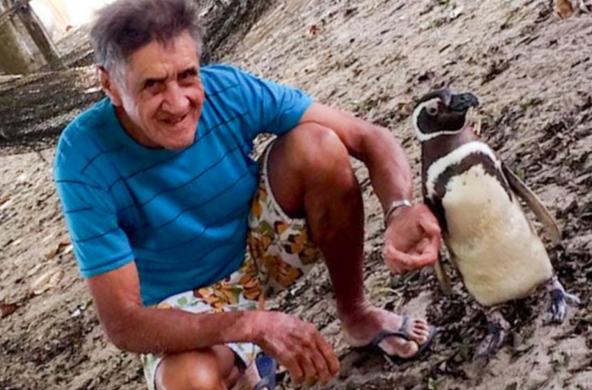  Friendship At a Distance: The Penguin Travels Thousands Of Kilometers Every Year To See Its Human Friend!