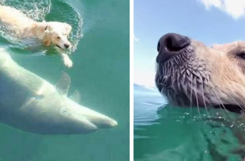  Unusual Friendship: Labrador Every Day Runs To The Pier To Swim With a Dolphin!