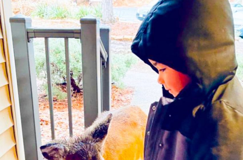  “A New Forest Friend”: A Four-Year-Old Boy Brought an Unusual Friend From The Forest And Shocked His Mother!