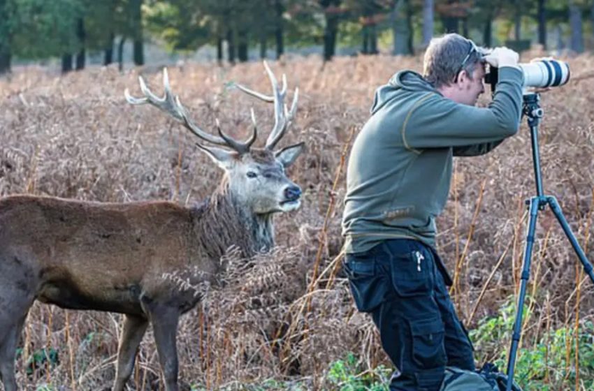  Epic Moment a Stag Sneaks up Behind a Completely Clueless Wildlife Photographer