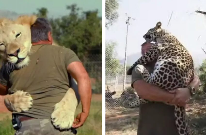  Meet the Man Who Spends His Time Cuddling Lions and Tigers