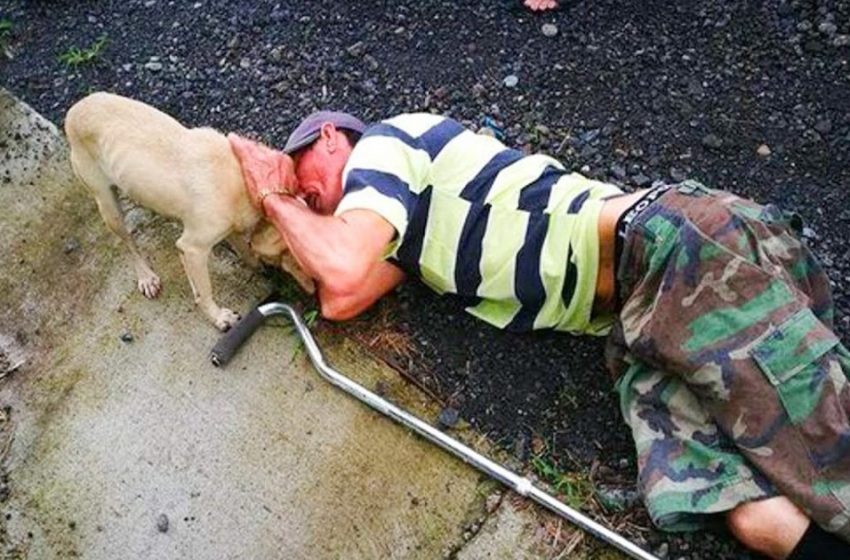  Everyone passed by the old man lying on the ground. Only the dog tried his best to save his master