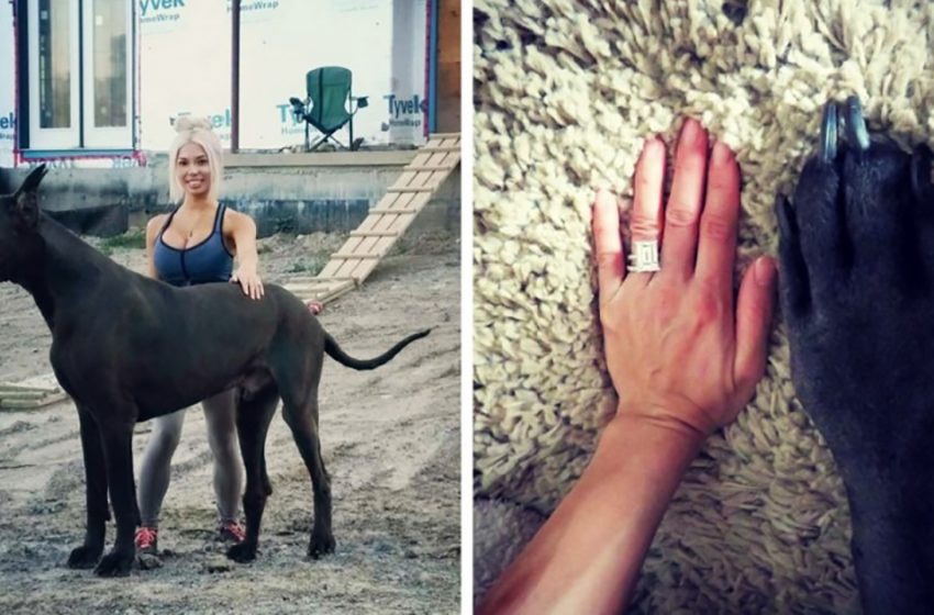  This German dog weighs 210 Ibs – and he’s so huge that passers-by think he’s a horse