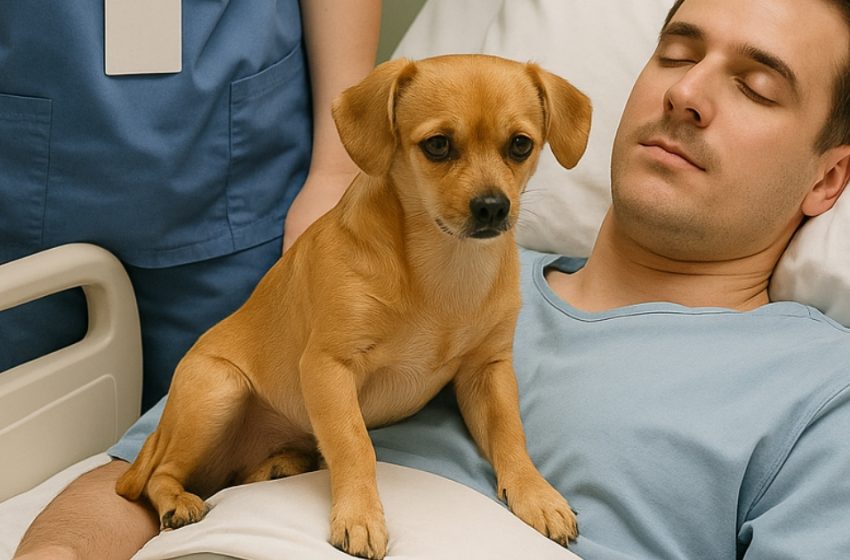  Arstid otsustasid noore politseiniku elustamisaparaadid välja lülitada. Tema kõrval hüvasti jättnud koer tegi ime, millesse on raske uskuda